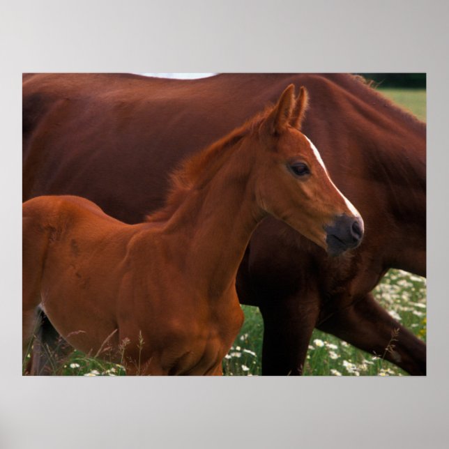 Affiche Cheval Arabe près de Mère (Devant)