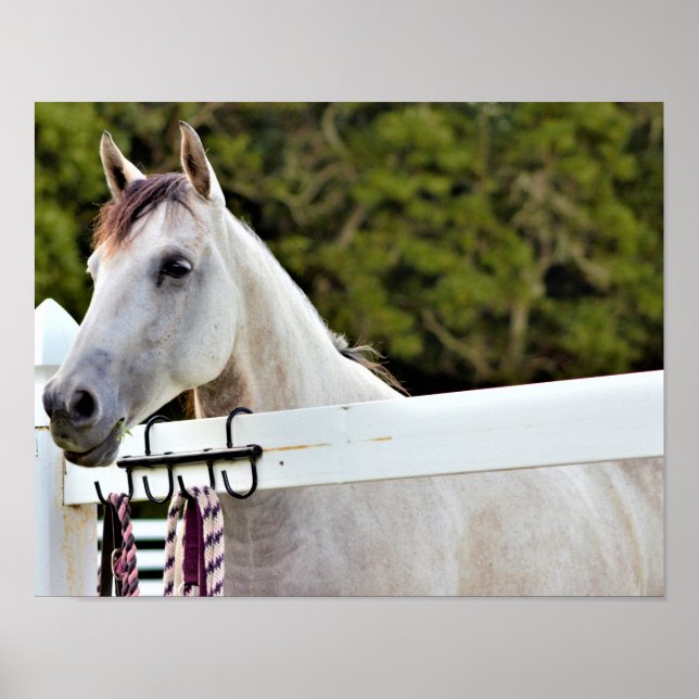 Affiche Cheval Blanc (Devant)