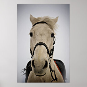 Affiche Cheval blanc