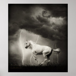 Affiche Cheval blanc
