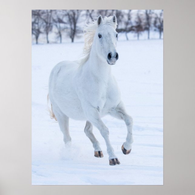 Affiche Cheval blanc courant dans la neige (Devant)