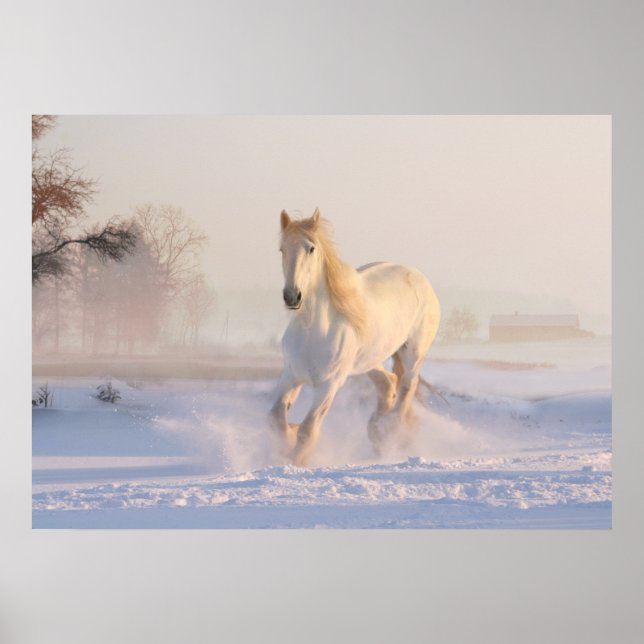 Affiche cheval blanc dans la neige (Devant)