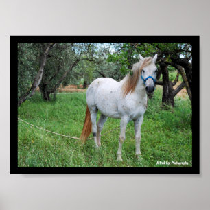 Affiche Cheval blanc dans un champ d'herbe