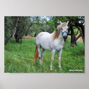 Affiche Cheval blanc dans un champ d'herbe