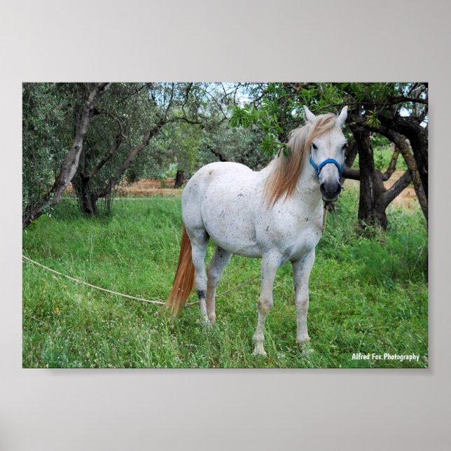 Affiche Cheval blanc dans un champ d'herbe (Devant)