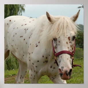 Affiche Cheval blanc de l'amour