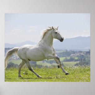 Affiche cheval blanc fonctionnant sur le pré