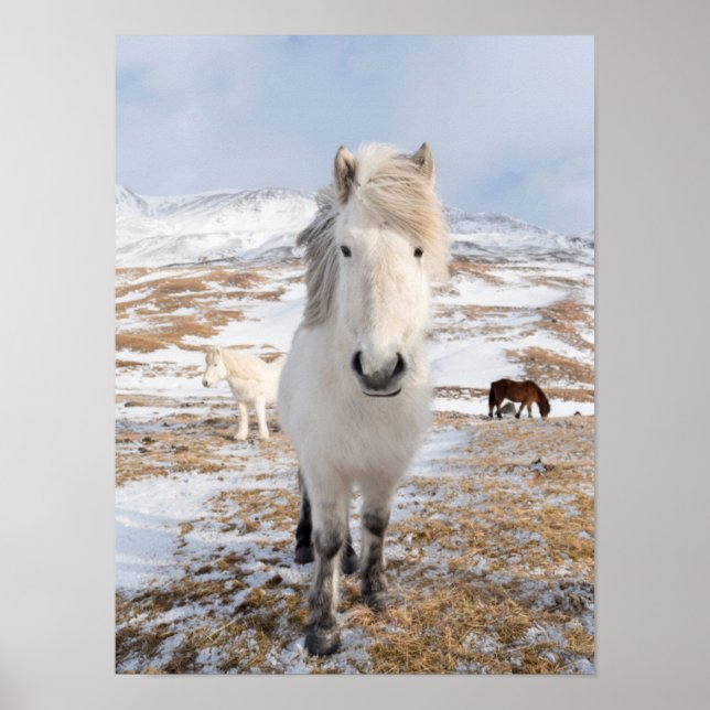 Affiche Cheval Blanc Islandais, Islande (Devant)