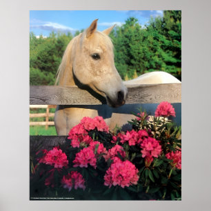 Affiche Cheval blanc Morgan Arabian Mare sauvage avec fleu