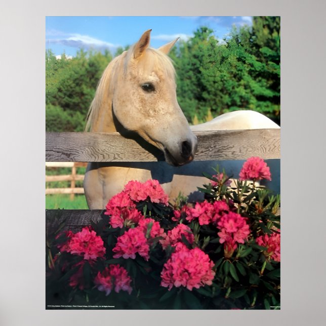 Affiche Cheval blanc Morgan Arabian Mare sauvage avec fleu (Devant)
