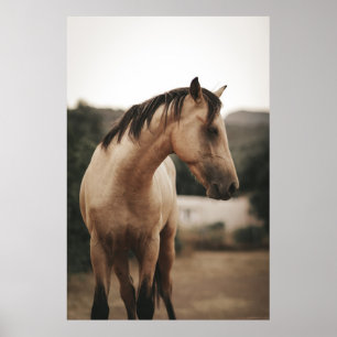 AFFICHE CHEVAL BROWN