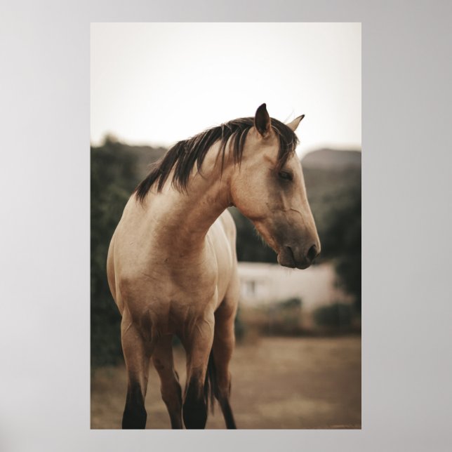 AFFICHE CHEVAL BROWN (Devant)