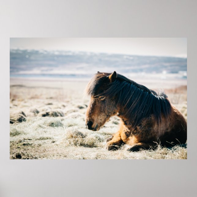 Affiche CHEVAL Brown SITUÉ SUR GRASS PRÈS DE LA PLAGE (Devant)