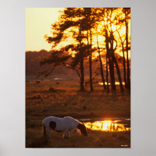 Affiche Cheval Chincoteague Bob Langrish Pâturage Au Couch