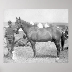 Affiche Cheval "Comanche" le seul Survivant du Custer