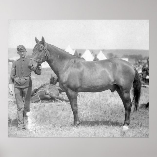 Affiche Cheval "Comanche" le seul Survivant du Custer (Devant)