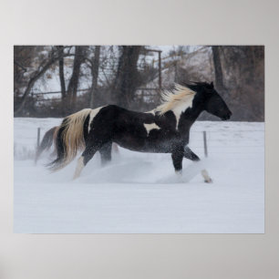 Affiche Cheval courant à travers la neige