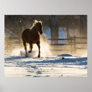 Affiche Cheval courant à travers la neige
