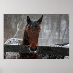 Affiche Cheval dans la neige