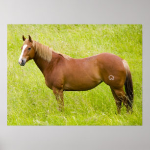 Affiche Cheval dans un champ printanier