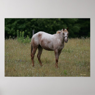 Affiche Cheval d'Appaloosa se tenant dans l'herbe
