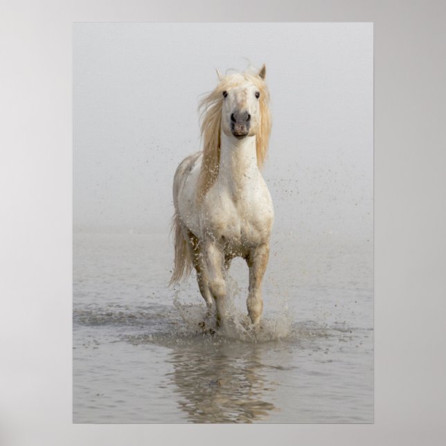 Affiche Cheval de Camargue courant dans l'eau (Devant)