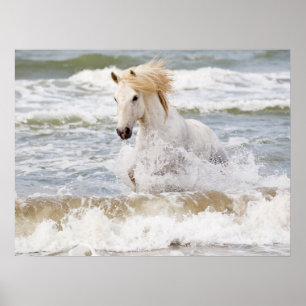 Affiche Cheval de Camargue dans le ressac