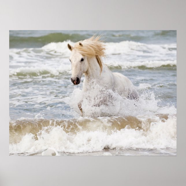 Affiche Cheval de Camargue dans le ressac (Devant)