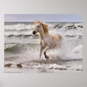 Affiche Cheval de Camargue sortant des vagues