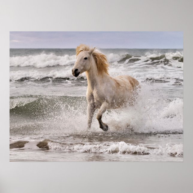 Affiche Cheval de Camargue sortant des vagues (Devant)