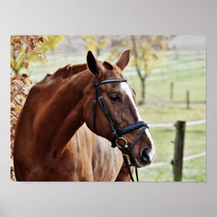 Affiche Cheval de châtaignier, avec Bridle dans Pâturage c