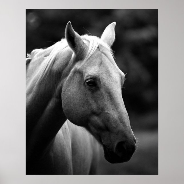 Affiche Cheval de closeuse noir blanc (Devant)