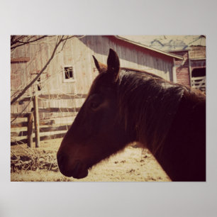 Affiche Cheval de la baie