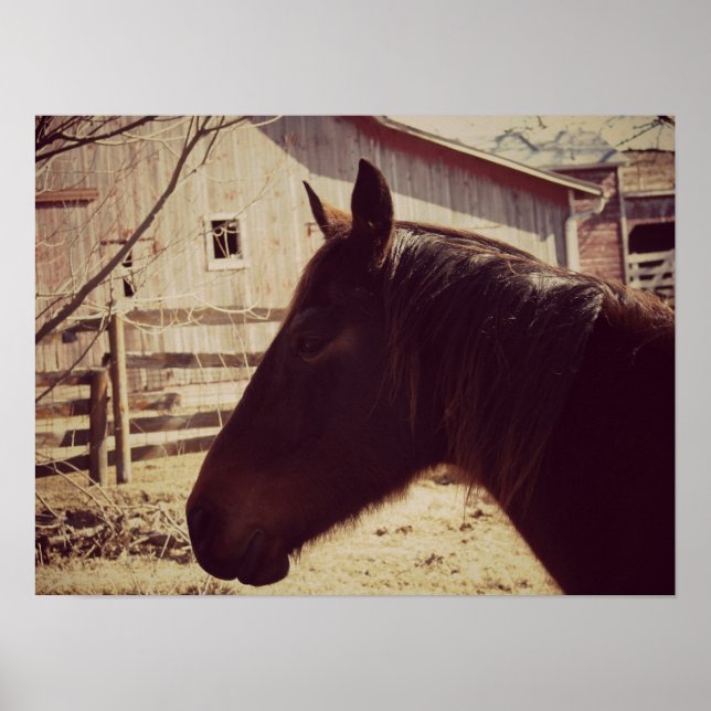 Affiche Cheval de la baie (Devant)