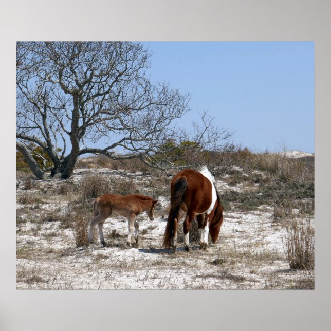 Affiche Cheval de mère et de bébé à Assateague (Devant)