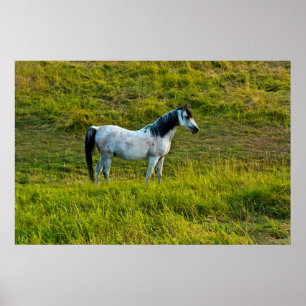 Affiche cheval de Palouse, Colfax, région de Palouse, Wash