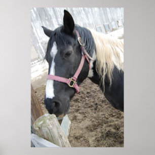Affiche Cheval de peinture