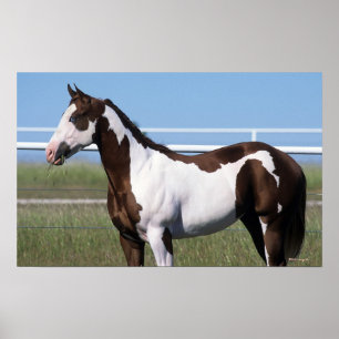 Affiche Cheval de peinture debout
