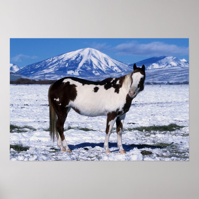 Affiche Cheval de peinture debout dans la neige (Devant)