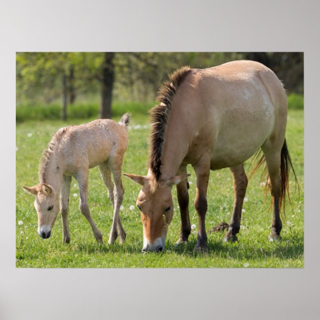 Affiche Cheval de Przewalski et poulain en pâture (Devant)