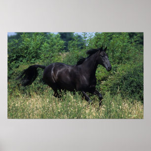 Affiche Cheval de pur sang fonctionnant dans l'herbe
