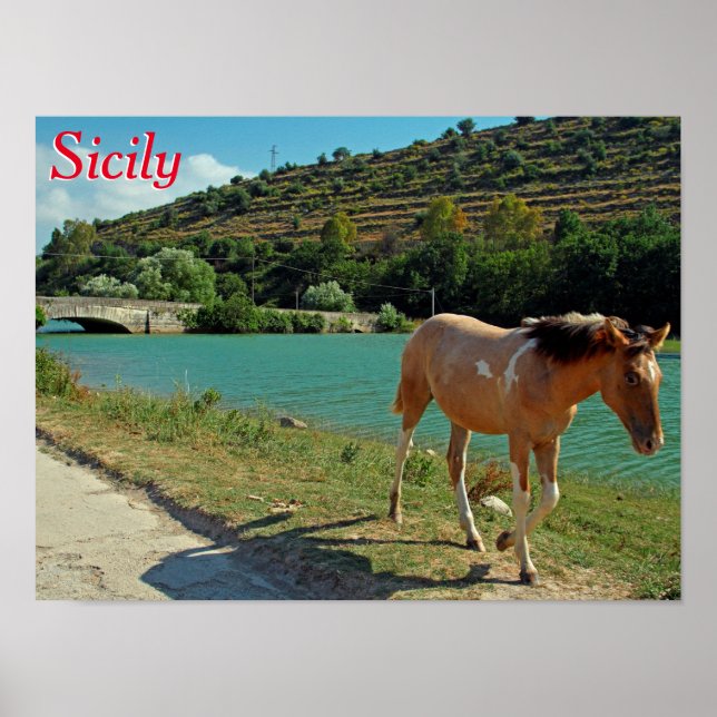 Affiche Cheval de Sicile (Devant)