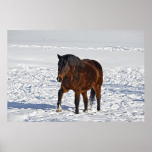 Affiche Cheval d'hiver de la Baie "Année du Cheval" Equine