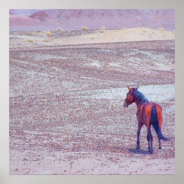 Affiche Cheval du désert P8640 (Devant)