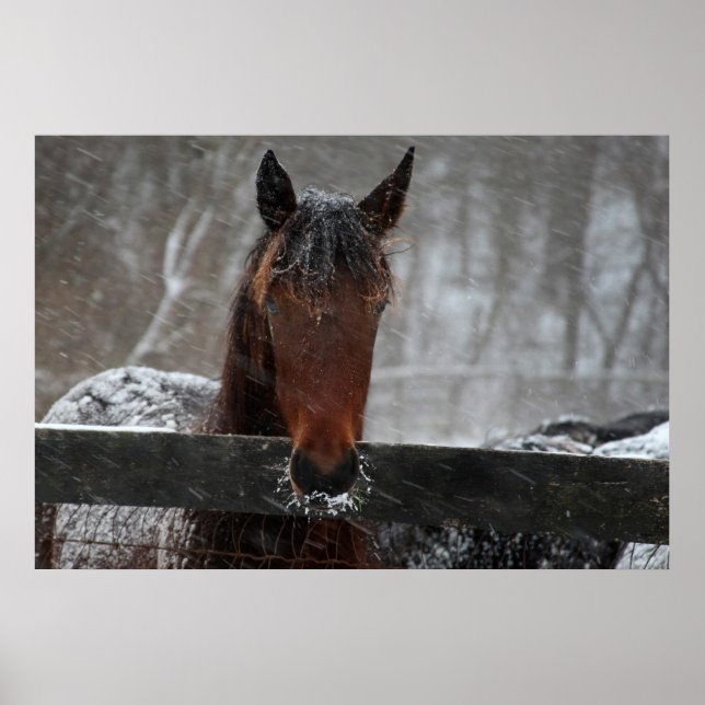 Affiche Cheval en Neige (Devant)