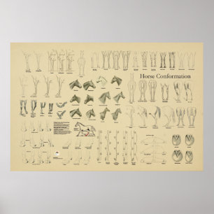 Affiche Cheval Equine Conformation Graphique Legs Démarche