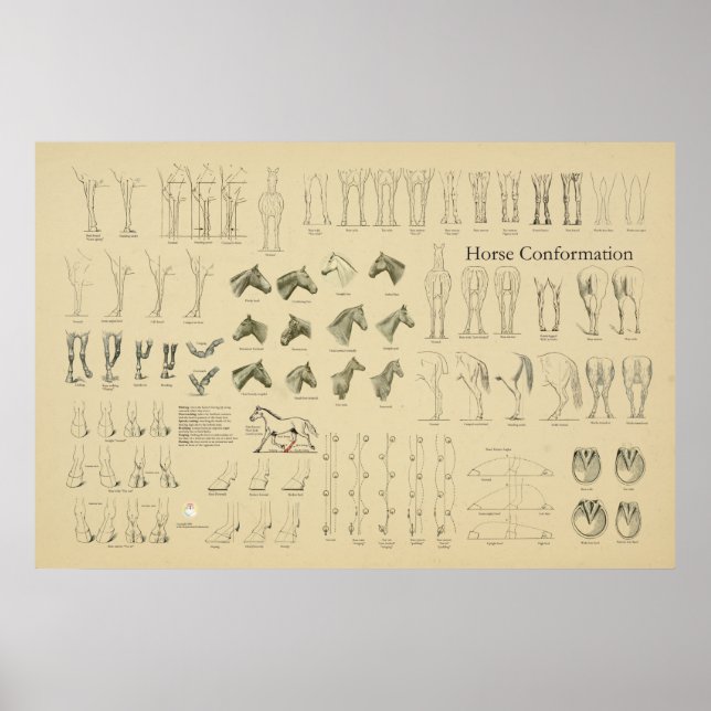 Affiche Cheval Equine Conformation Graphique Legs Démarche (Devant)