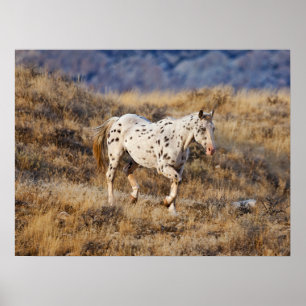 Affiche Cheval errant dans les collines panoramiques de Bi
