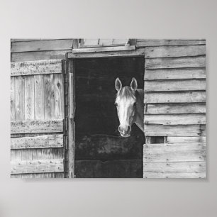 Affiche Cheval et grange Peekaboo noir et blanc