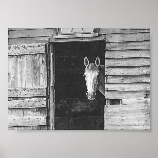 Affiche Cheval et grange Peekaboo noir et blanc (Devant)